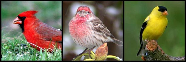 red-billed quelea colony