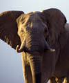African elephant