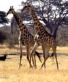 giraffes in Zimbabwe