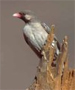 greater honeyguide