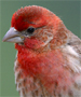 house finch