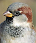 house sparrow male