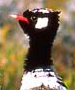 great indian bustard