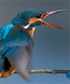bird coloration cover