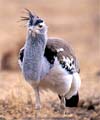 kori bustard