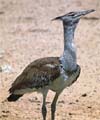 kori bustard