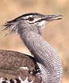kori bustard