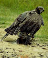 martial eagle with killed guineafowl