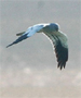 Montagu's harrier
