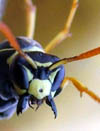 wasp montage