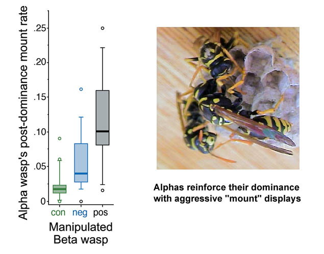 Polistes dominulus paper wasp facial variation