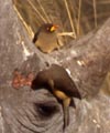 oxpecker