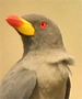 yellow-billed oxpecker
