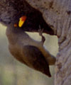 greater honeyguide