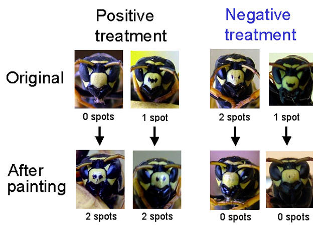Polistes dominulus paper wasp facial variation