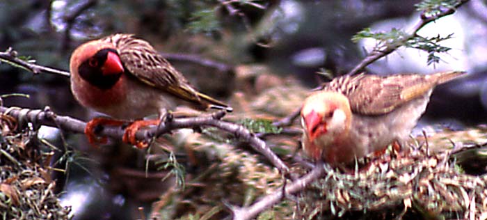red-billed quelea neighbours