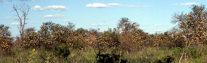 red-billed quelea colony