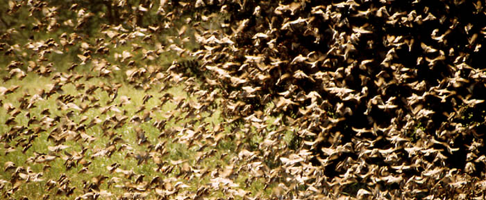 red-billed quelea flock