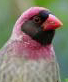 red-billed quelea