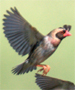 red-billed quelea