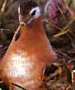 red phalarope female
