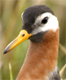 red phalarope female
