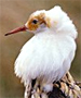 ruff sandpiper