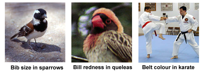 sparrow and quelea