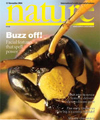 Polistes dominulus paper wasp facial variation