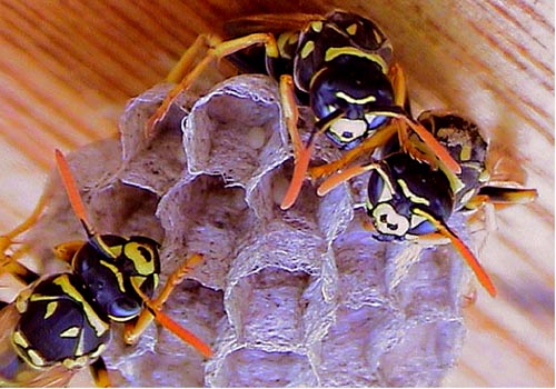 Polistes dominulus paper wasp facial variation