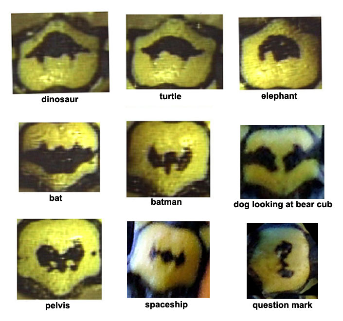 Polistes dominulus paper wasp facial variation