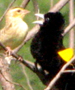 widowbird