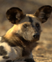 wild doggie