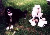 Suzie next to Candy & her puppies