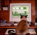 Cats love playing games.