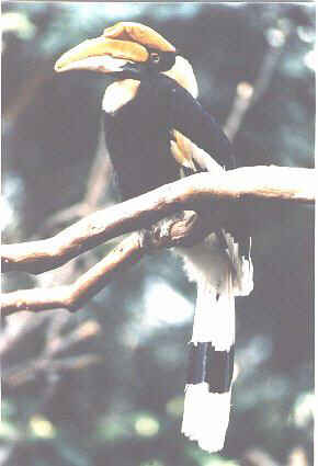 Hornbill
