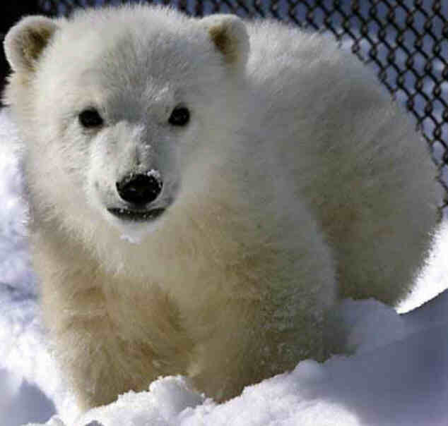 orphaned baby bear