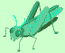 grasshopper