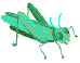 grasshopper