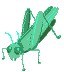 grasshopper