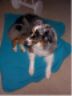 Look at me! I can be cute on the blue throw too! - 10/14/1999