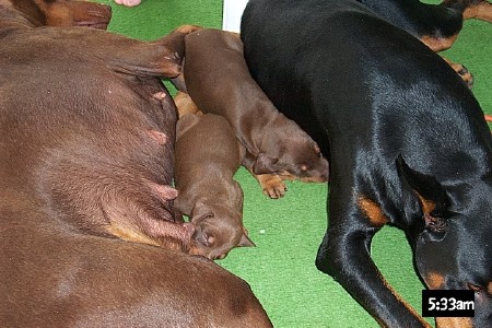 Faith,Shiloh,Quest,&Dashe
