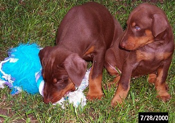 Quest & Shiloh