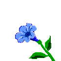 Love is in bloom