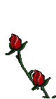 Words bloom in the heart