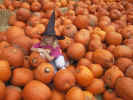 Celeste on WalMart Pumpkins 