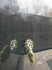 Wreathes laid at the Wall on Veteran's day