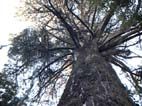 giant tree, bucaco