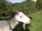morganne the goat