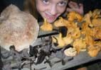 wild mushrooms